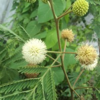 Leucaena leucocephala (Lam.) de Wit